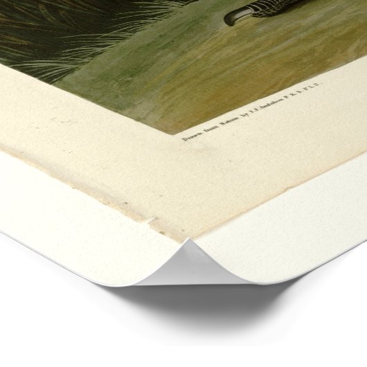 Hooping Crane Poster (Hoek)