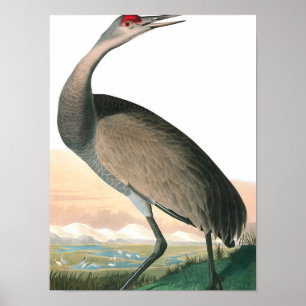 Hooping Crane van John James Audubon Poster