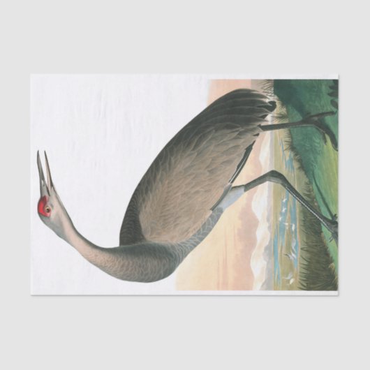 Hooping Crane van John James Audubon Tissuepapier (Voorkant)