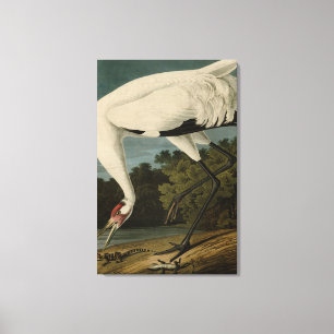 Hooping (Whooping) Crane, Audubon Birds of America Canvas Afdruk