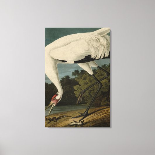 Hooping (Whooping) Crane, Audubon Birds of America Canvas Afdruk (Voorkant)