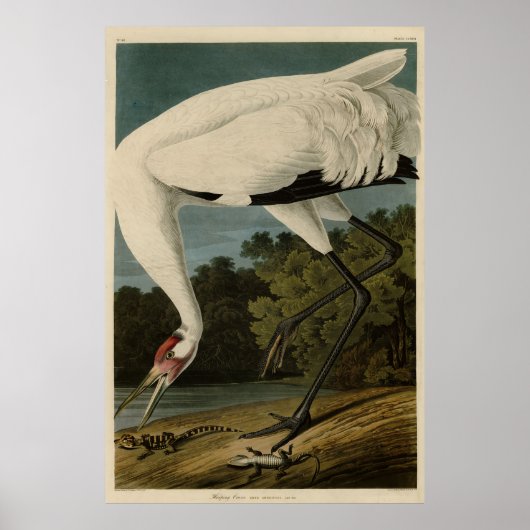 Hooping (Whooping) Crane, Audubon Birds of America Poster (Voorkant)