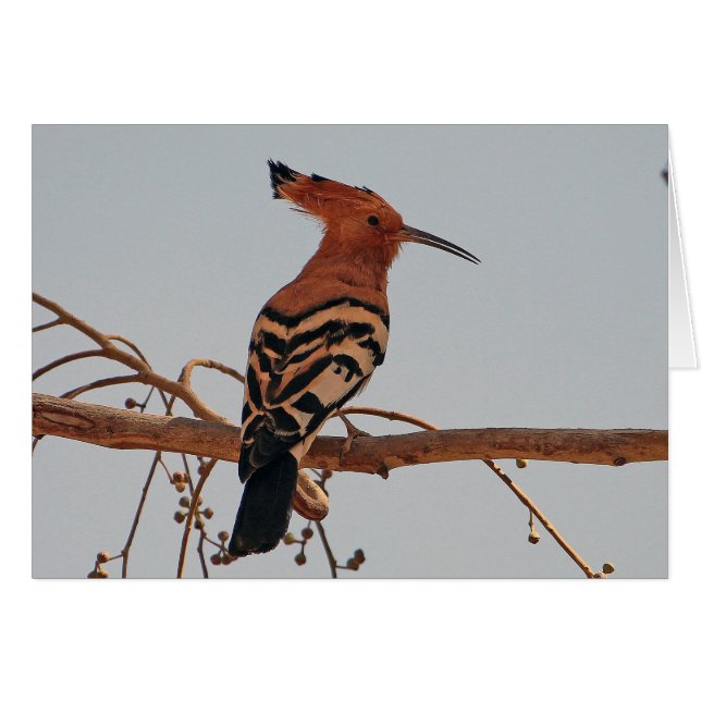 Hoopoe (Voorkant Horizontaal)