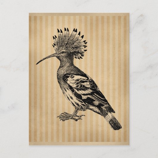  Hoopoe Bird Briefkaart (Voorkant)