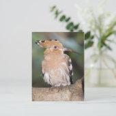 Hoopoe Briefkaart (Staand voorkant)