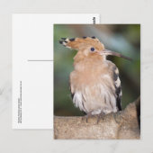 Hoopoe Briefkaart (Voorkant / Achterkant)