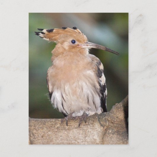 Hoopoe Briefkaart (Voorkant)