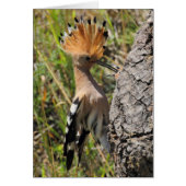 Hoopoe Feeding Nestling (Voorkant)