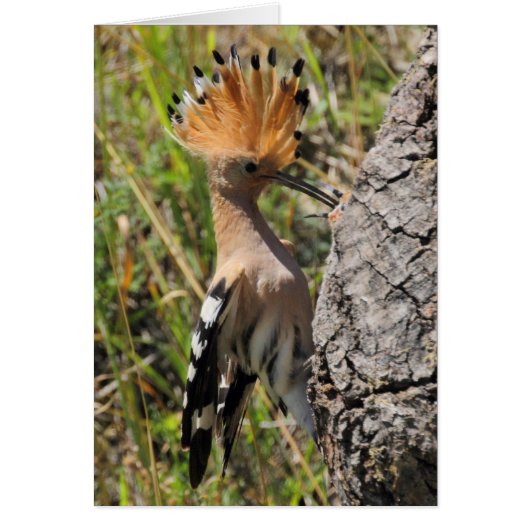 Hoopoe Feeding Nestling (Voorkant)