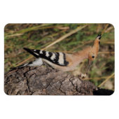 Hoopoe Feeding Nestling Magneet (Horizontaal)