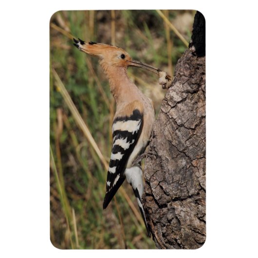 Hoopoe Feeding Nestling Magneet (Verticaal)