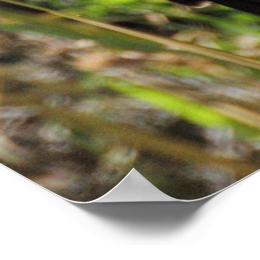 Hoopoe Feeding Nestling Poster (Hoek)