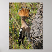 Hoopoe Feeding Nestling Poster (Voorkant)