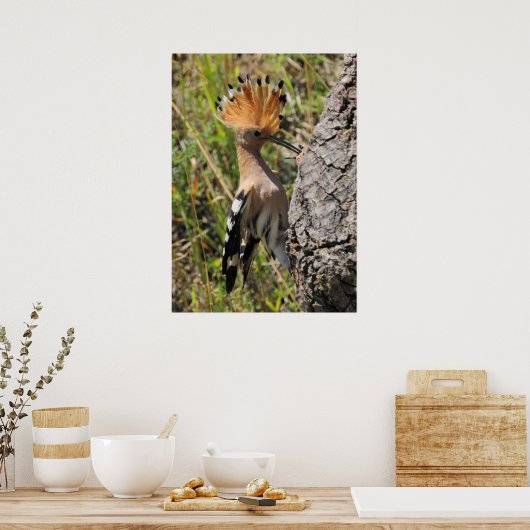 Hoopoe Feeding Nestling Poster (Keuken)
