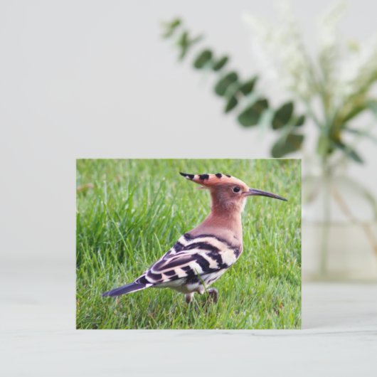Hoopoe Kaart (Staand voorkant)