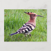 Hoopoe Kaart (Voorkant)