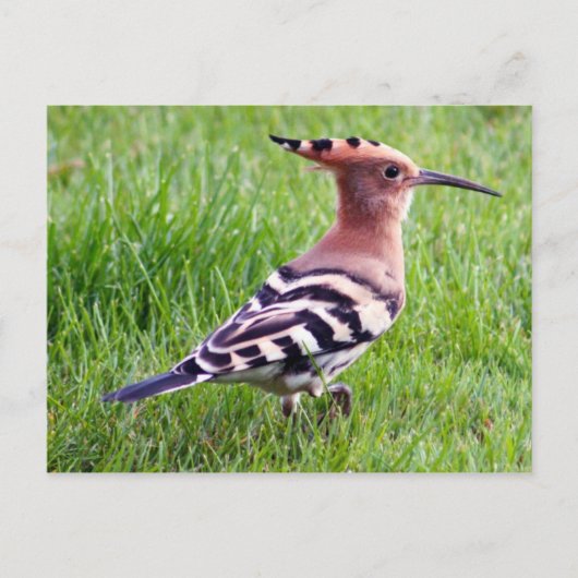 Hoopoe Kaart (Voorkant)