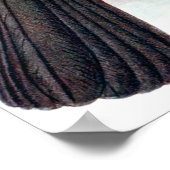  Hoopoe Starling Bird Poster (Hoek)