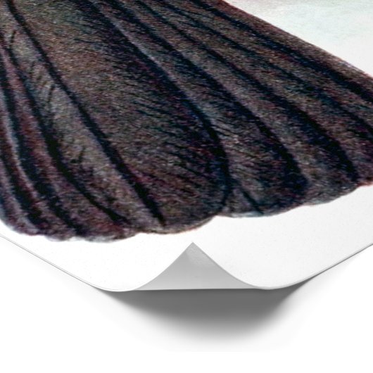  Hoopoe Starling Bird Poster (Hoek)