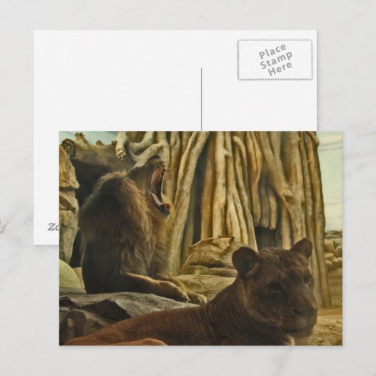 Hoor me Roar! Briefkaart (Voorkant / Achterkant)