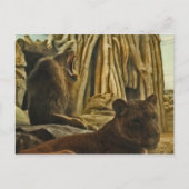 Hoor me Roar! Briefkaart (Voorkant)