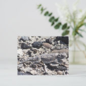 hoornkop briefkaart (Staand voorkant)