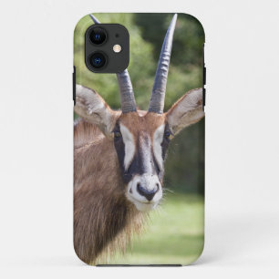 Hoornloze antilope iPhone 5 Hoesje