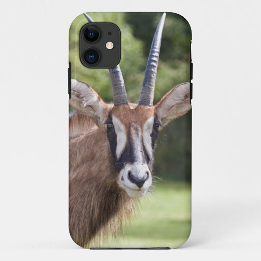 Hoornloze antilope iPhone 5 Hoesje (Achterkant)