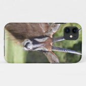 Hoornloze antilope iPhone 5 Hoesje (Achterkant (horizontaal))
