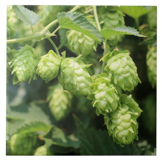 Hop Art (Wild Hops for the Hop Lover!) fototegel Tegeltje (Voorkant)