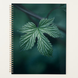 Hop Humulus Leaf Natuur Foto Planner