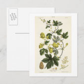 Hop Vine, van 'The Young Landsman', publiceerde Vi Briefkaart (Voorkant / Achterkant)