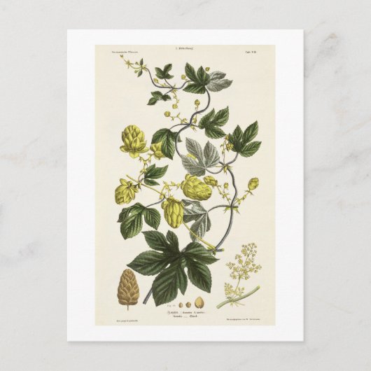 Hop Vine, van 'The Young Landsman', publiceerde Vi Briefkaart (Voorkant)