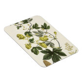 Hop Vine, van 'The Young Landsman', publiceerde Vi Magneet (Rechterzijde)