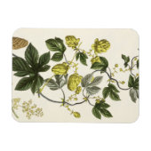 Hop Vine, van 'The Young Landsman', publiceerde Vi Magneet (Horizontaal)