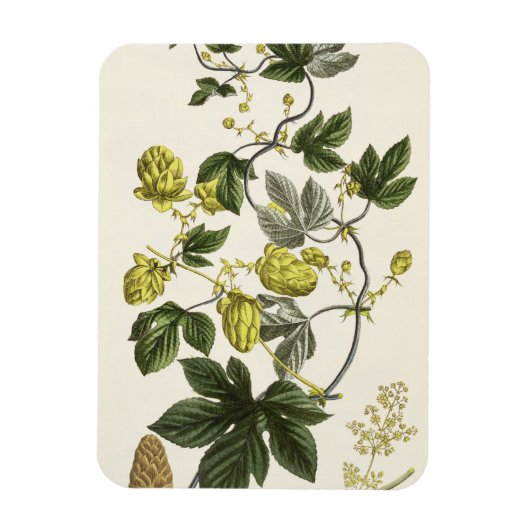 Hop Vine, van 'The Young Landsman', publiceerde Vi Magneet (Verticaal)