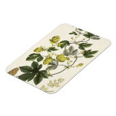 Hop Vine, van 'The Young Landsman', publiceerde Vi Magneet (Linkerzijde)