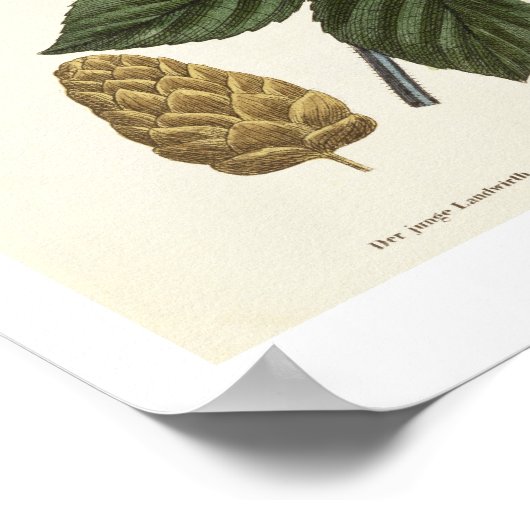 Hop Vine, van 'The Young Landsman', publiceerde Vi Poster (Hoek)