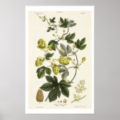 Hop Vine, van 'The Young Landsman', publiceerde Vi Poster (Voorkant)
