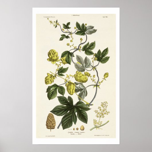 Hop Vine, van 'The Young Landsman', publiceerde Vi Poster (Voorkant)