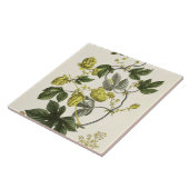 Hop Vine, van 'The Young Landsman', publiceerde Vi Tegeltje (Zijkant)