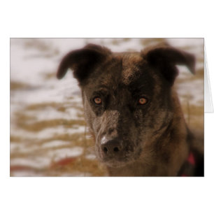 Hope German Shepherd, alle keren