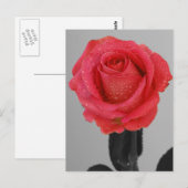 Hope Roos Briefkaart (Voorkant / Achterkant)