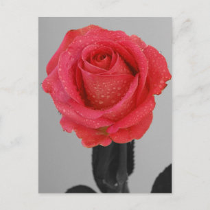 Hope Roos Briefkaart