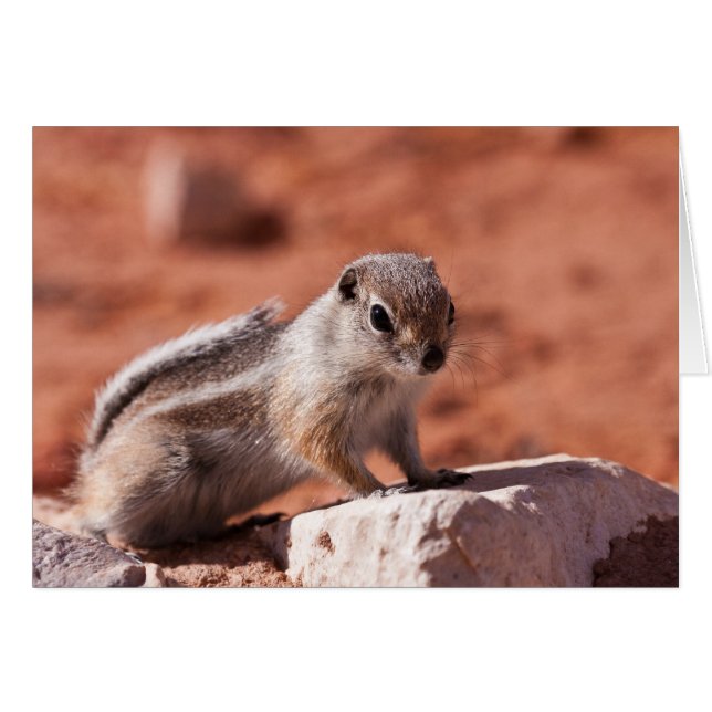 Hopeful Lookout (Voorkant Horizontaal)