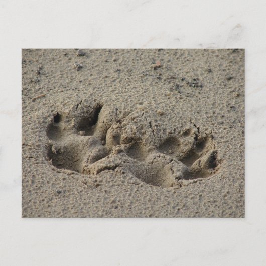 Hope's Pawprints in de zand Briefkaart (Voorkant)