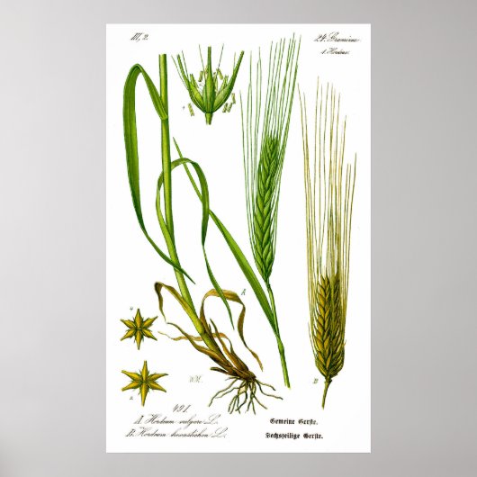 Hordeum Vulgare Barley Grass Poster (Voorkant)