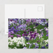 Horikiri Iris Garden: Tokio, Japan Briefkaart (Voorkant / Achterkant)
