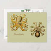 Horizontaal Briefkaart Gamochonia (Voorkant / Achterkant)