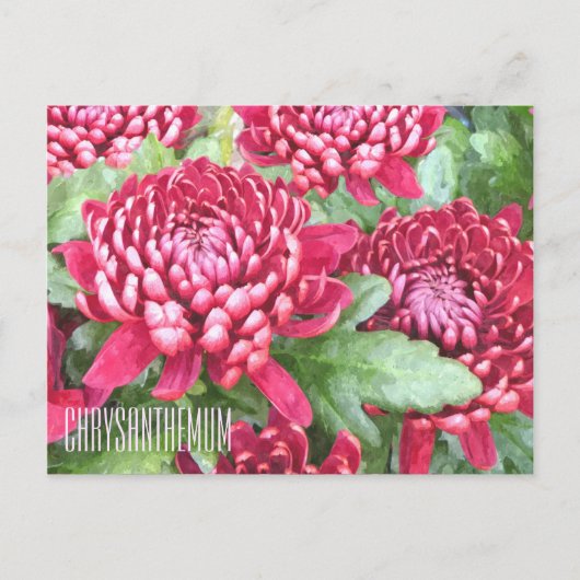 Horizontaal Briefkaart, geverfd Chrysanthema Briefkaart (Voorkant)